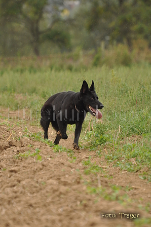 Deutscher Schäferhund / Bild 15 von 41 / 13.09.2015 13:29 / DSC_1123.JPG