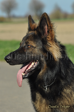 Deutscher Schäferhund / Bild 13 von 41 / 24.03.2019 15:26 / DSC_5379.JPG