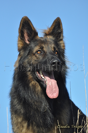 Deutscher Schäferhund / Bild 11 von 41 / 24.03.2019 15:33 / DSC_5446.JPG