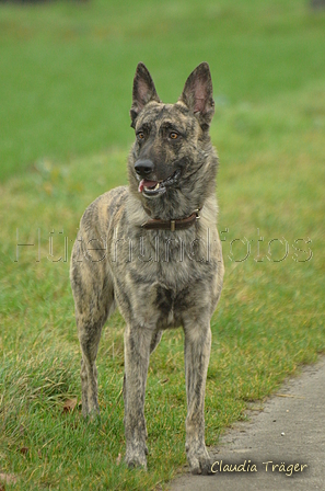 Hollandse Herder / Bild 6 von 7 / 14.01.2023 10:19 / DSC_8482.JPG