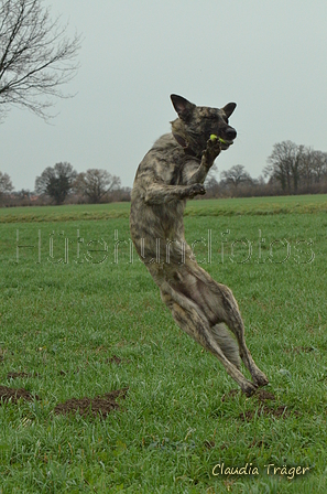 Hollandse Herder / Bild 4 von 7 / 14.01.2023 10:34 / DSC_8597.JPG