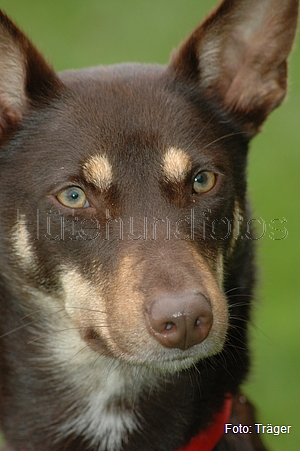 Kelpie / Bild 45 von 46 / 04.11.2007 13:44 / DSC_6674.JPG