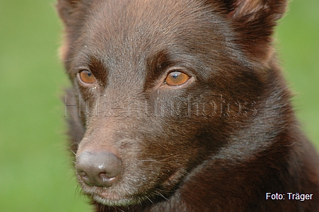 Kelpie / Bild 42 von 46 / 04.11.2007 13:56 / DSC_6713.JPG