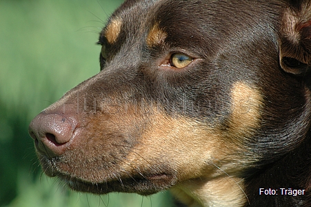 Kelpie / Bild 38 von 46 / 25.04.2009 10:35 / DSC_8934.JPG