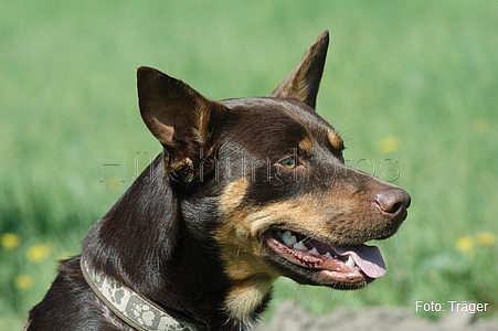 Kelpie / Bild 36 von 46 / 25.04.2009 11:49 / DSC_9198.JPG