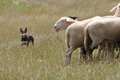 Kelpie / Bild 25 von 46 / 27.07.2014 14:53 / DSC_9190.JPG