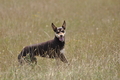 Kelpie / Bild 24 von 46 / 27.07.2014 14:53 / DSC_9216.JPG