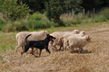 Kelpie / Bild 22 von 46 / 17.08.2014 11:49 / DSC_3196.JPG