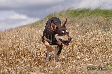 Kelpie / Bild 17 von 46 / 17.08.2014 12:37 / DSC_3753.JPG