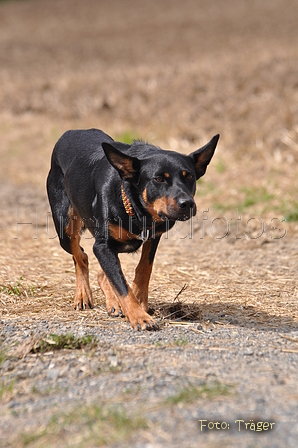 Kelpie / Bild 9 von 46 / 17.08.2014 12:47 / DSC_3992.JPG