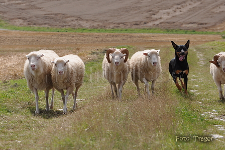 Kelpie / Bild 7 von 46 / 17.08.2014 12:52 / DSC_4128.JPG