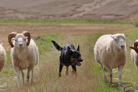 Kelpie / Bild 6 von 46 / 17.08.2014 12:52 / DSC_4139.JPG