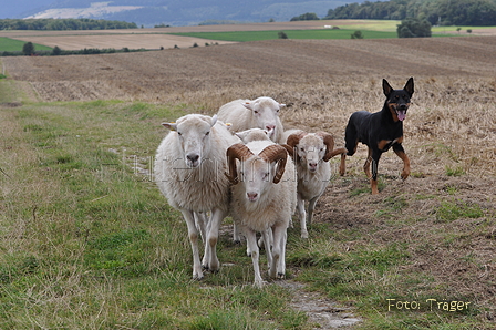 Kelpie / Bild 5 von 46 / 17.08.2014 12:59 / DSC_4210.JPG