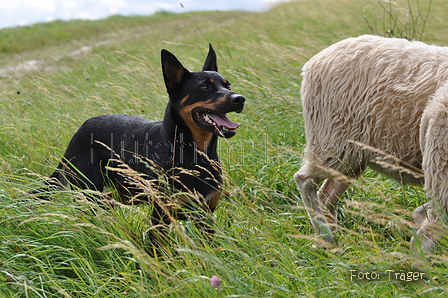 Kelpie / Bild 4 von 46 / 17.08.2014 13:02 / DSC_4270.JPG