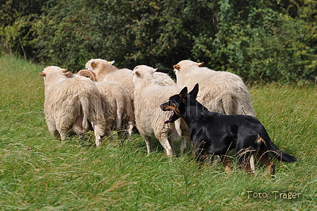 Kelpie / Bild 2 von 46 / 17.08.2014 13:03 / DSC_4335.JPG