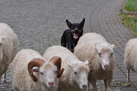 Kelpie / Bild 1 von 46 / 17.08.2014 13:18 / DSC_4425.JPG