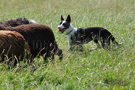 Koolie / Bild 4 von 10 / 19.07.2014 15:05 / DSC_4707.JPG