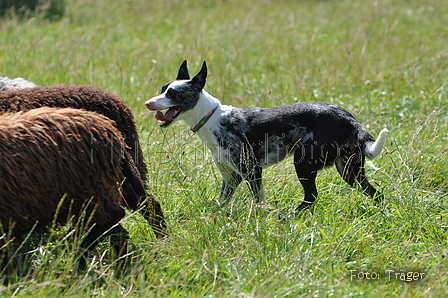 Koolie / Bild 3 von 10 / 19.07.2014 15:05 / DSC_4722.JPG