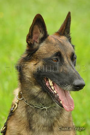 Malinois / Bild 1 von 4 / 28.07.2019 12:28 / DSC_7410.JPG