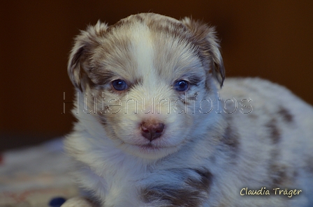 Mini-Aussie / Bild 8 von 36 / 04.12.2022 13:00 / DSC_5399.JPG