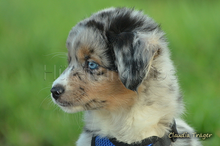 Mini-Aussie / Bild 5 von 36 / 13.01.2023 09:58 / DSC_8295.JPG