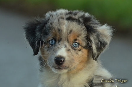 Mini-Aussie / Bild 1 von 36 / 13.01.2023 09:59 / DSC_8333.JPG