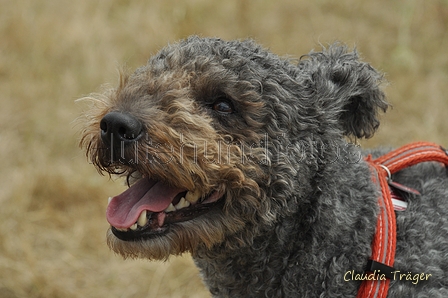 Pumi / Bild 8 von 18 / 29.07.2018 11:50 / DSC_8311.JPG