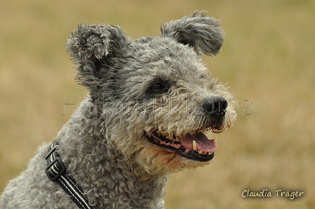 Pumi / Bild 3 von 18 / 29.07.2018 11:53 / DSC_8378.JPG