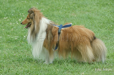 Sheltie / Bild 19 von 22 / 22.06.2008 16:22 / DSC_8267.JPG