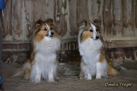 Sheltie / Bild 4 von 22 / 12.08.2021 09:39 / DSC_2977.JPG