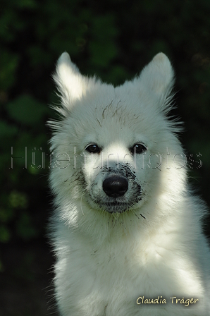 Weisser Schweizer Schäferhund / Bild 20 von 20 / 19.05.2019 16:26 / DSC_5953.JPG