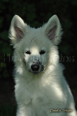 Weisser Schweizer Schäferhund / Bild 19 von 20 / 19.05.2019 16:26 / DSC_5957.JPG