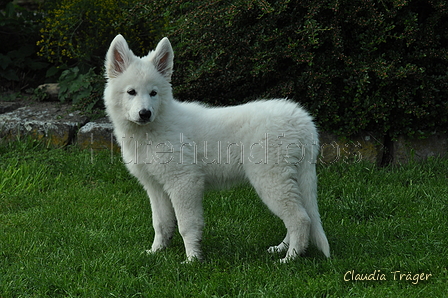 Weisser Schweizer Schäferhund / Bild 14 von 20 / 19.05.2019 16:52 / DSC_6320.JPG