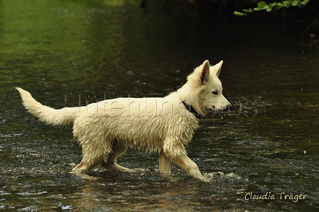 Weisser Schweizer Schäferhund / Bild 7 von 20 / 02.07.2019 15:14 / DSC_4097.JPG