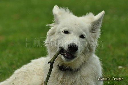 Weisser Schweizer Schäferhund / Bild 4 von 20 / 02.07.2019 15:40 / DSC_4375.JPG