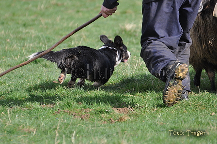 Welsh Corgi / Bild 22 von 24 / 23.03.2014 10:14 / DSC_8123.JPG