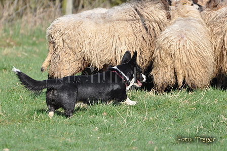 Welsh Corgi / Bild 19 von 24 / 23.03.2014 10:36 / DSC_8345.JPG