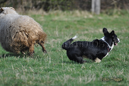 Welsh Corgi / Bild 17 von 24 / 23.03.2014 10:37 / DSC_8364.JPG