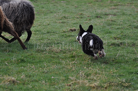 Welsh Corgi / Bild 14 von 24 / 23.03.2014 10:40 / DSC_8424.JPG