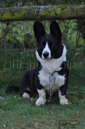 Welsh Corgi / Bild 12 von 24 / 23.03.2014 10:58 / DSC_8595.JPG