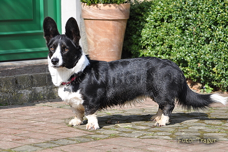 Welsh Corgi / Bild 10 von 24 / 23.03.2014 11:52 / DSC_9303.JPG