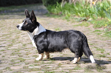 Welsh Corgi / Bild 6 von 24 / 23.03.2014 11:59 / DSC_9409.JPG