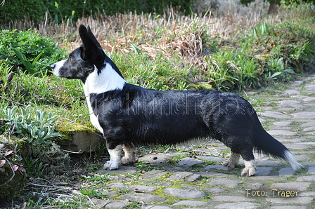 Welsh Corgi / Bild 4 von 24 / 23.03.2014 12:02 / DSC_6829.JPG