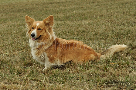 Welsh Corgi / Bild 2 von 24 / 07.09.2019 14:44 / DSC_8725.JPG