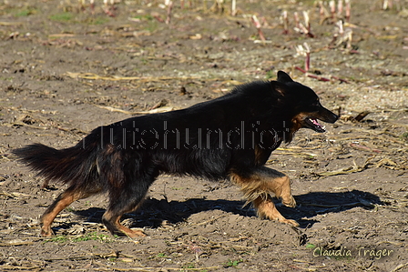 Kuhnis Hunde und Schafe / Bild 1 von 51 / 09.10.2021 15:21 / DSC_9510.JPG