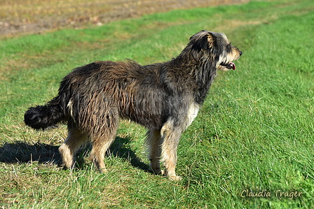 Kuhnis Hunde und Schafe / Bild 2 von 51 / 09.10.2021 15:22 / DSC_9531.JPG