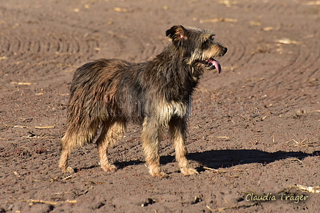 Kuhnis Hunde und Schafe / Bild 14 von 51 / 09.10.2021 15:46 / DSC_9820.JPG