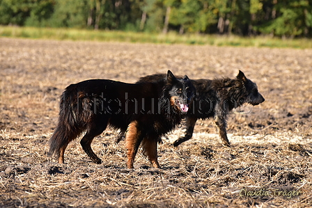 Kuhnis Hunde und Schafe / Bild 21 von 51 / 09.10.2021 15:57 / DSC_9944.JPG