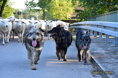 Kuhnis Hunde und Schafe / Bild 31 von 51 / 09.10.2021 16:37 / DSC_0504.JPG