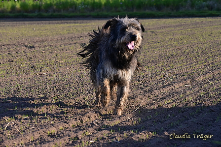 Kuhnis Hunde und Schafe / Bild 32 von 51 / 09.10.2021 16:39 / DSC_0549.JPG